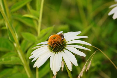 Close-up of bee on white coneflower