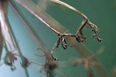 Close-up of dried plant