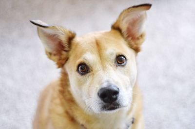 Close-up portrait of dog