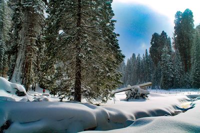 Snow covered trees against sky