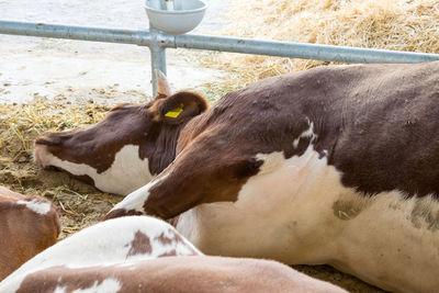 A white-brown cow lies on the floor in the pen. sick cow. diseases of cattle. veterinary assistance