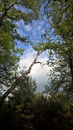 Low angle view of trees against sky