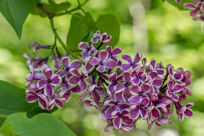 Close-up of purple flowering plant