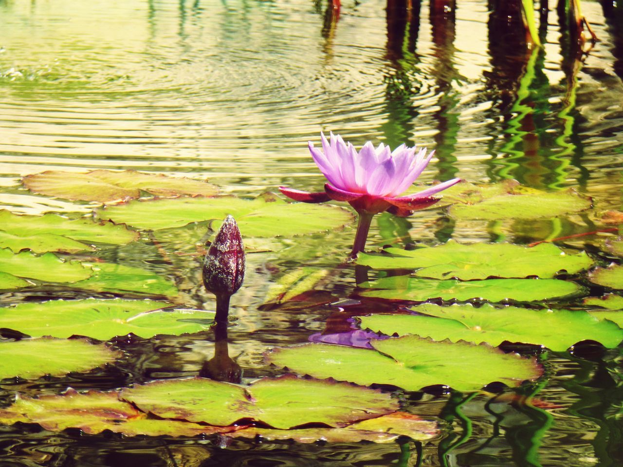 water lily, flower, water, pond, petal, lotus water lily, leaf, freshness, lake, beauty in nature, growth, nature, floating on water, fragility, plant, flower head, pink color, single flower, reflection, green color