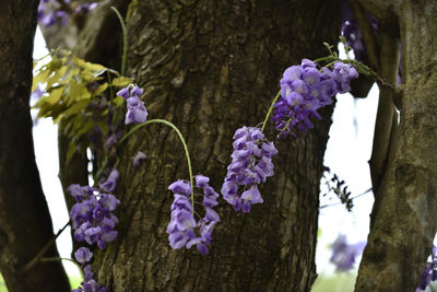 Close-up of purple flowering plant on tree trunk