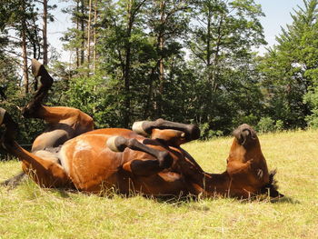 High angle view of horses on grassy field