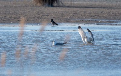 Birds in lake