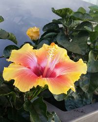 Close-up of yellow hibiscus flower