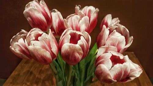 Close-up of pink tulips