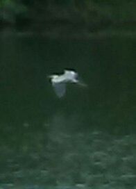 View of turtle in boat