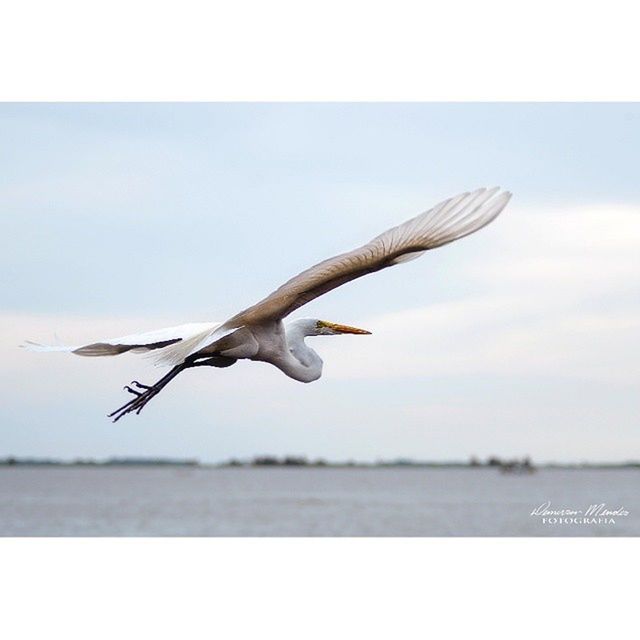 SEAGULLS FLYING OVER SEA