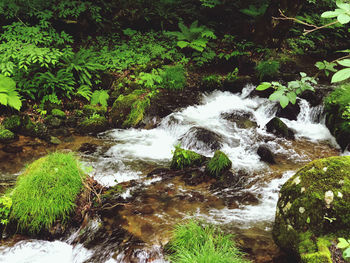 Scenic view of waterfall in forest