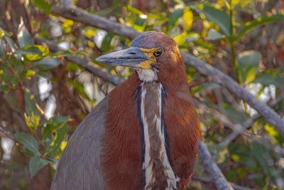 Close-up of a bird on branch