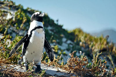 Portrait of african penguin, boulder beach, cape town, south africa