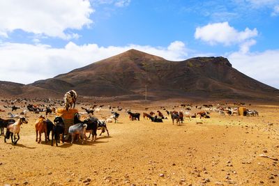 Scenic view of goats on landscape against cloudy sky