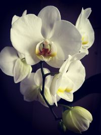 Close-up of yellow flowers against black background