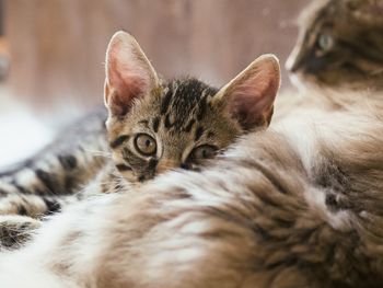 Close-up of cat resting