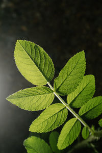 Rosa rugosa leaves close-up. background for your text.