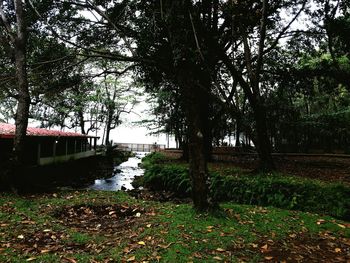 Trees by lake in forest