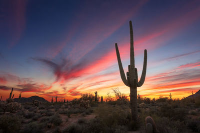 Scenic view of field against sky during sunset