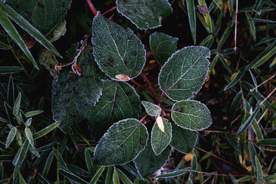 High angle view of plant leaves on field