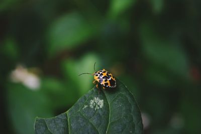 Close-up of ladybug on leaf