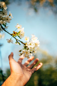 Close-up of hand holding cherry blossom