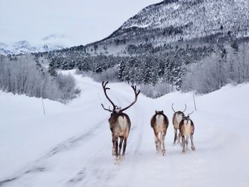 Horses on field during winter