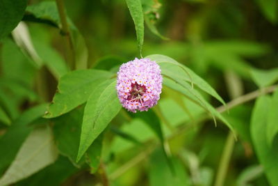 Close-up of purple flowers