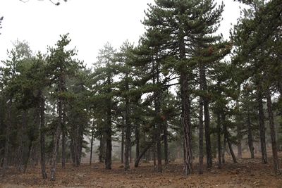 Trees in forest against sky