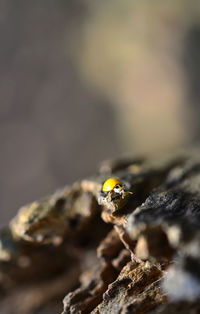 Close-up of insect