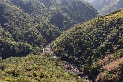Mountain river covered with green forests and misty blue sky at morning from flat angle