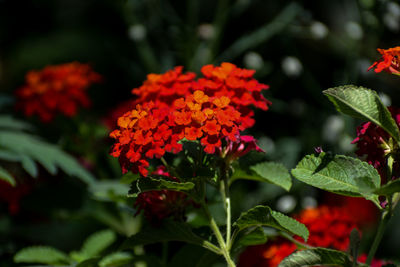 Close-up of red flowering plant