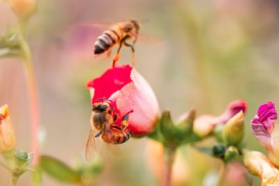 Close-up of bee pollinating on flower