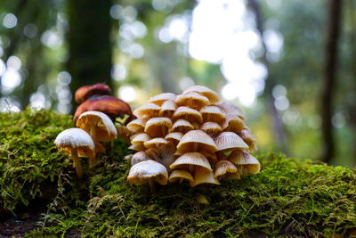 Close-up of mushrooms growing in forest