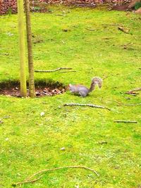 High angle view of bird perching on field