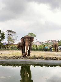 Sumatran elephants are reflecting in the water