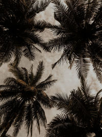 Low angle view of palm trees against sky