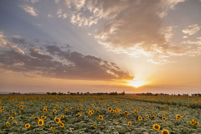 Scenic view of sunflower field against sky during sunset