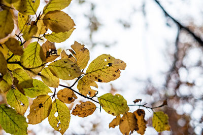 Close-up of leaves on tree during winter