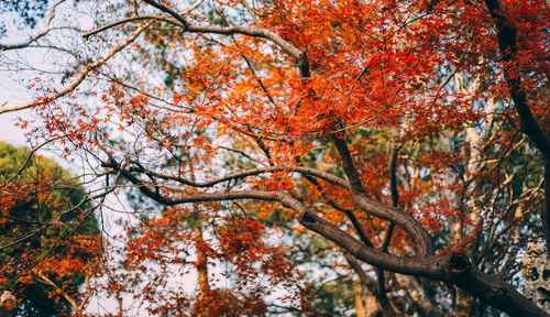 Low angle view of tree in autumn