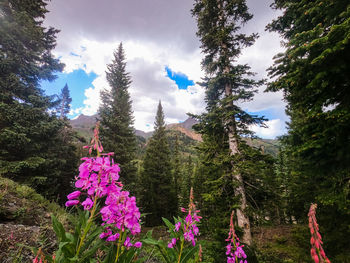 Purple flowering plants by trees in forest against sky