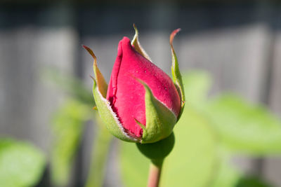 Close-up of flower bud growing outdoors