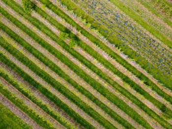 Full frame shot of corn