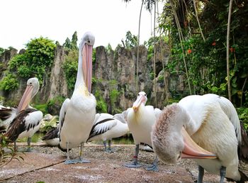 White birds on a land