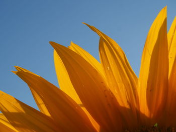 Close-up of yellow flowers