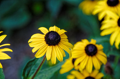 Close-up of yellow daisy flowers