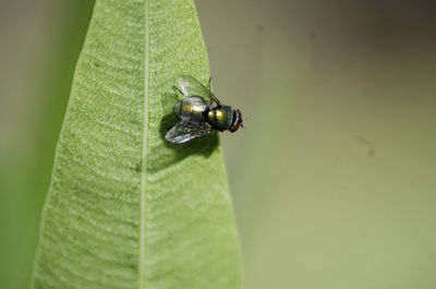 Close-up of insect on leaf