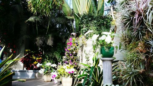 Potted plants on the wall