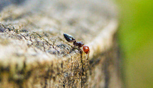 Close-up of insect on leaf